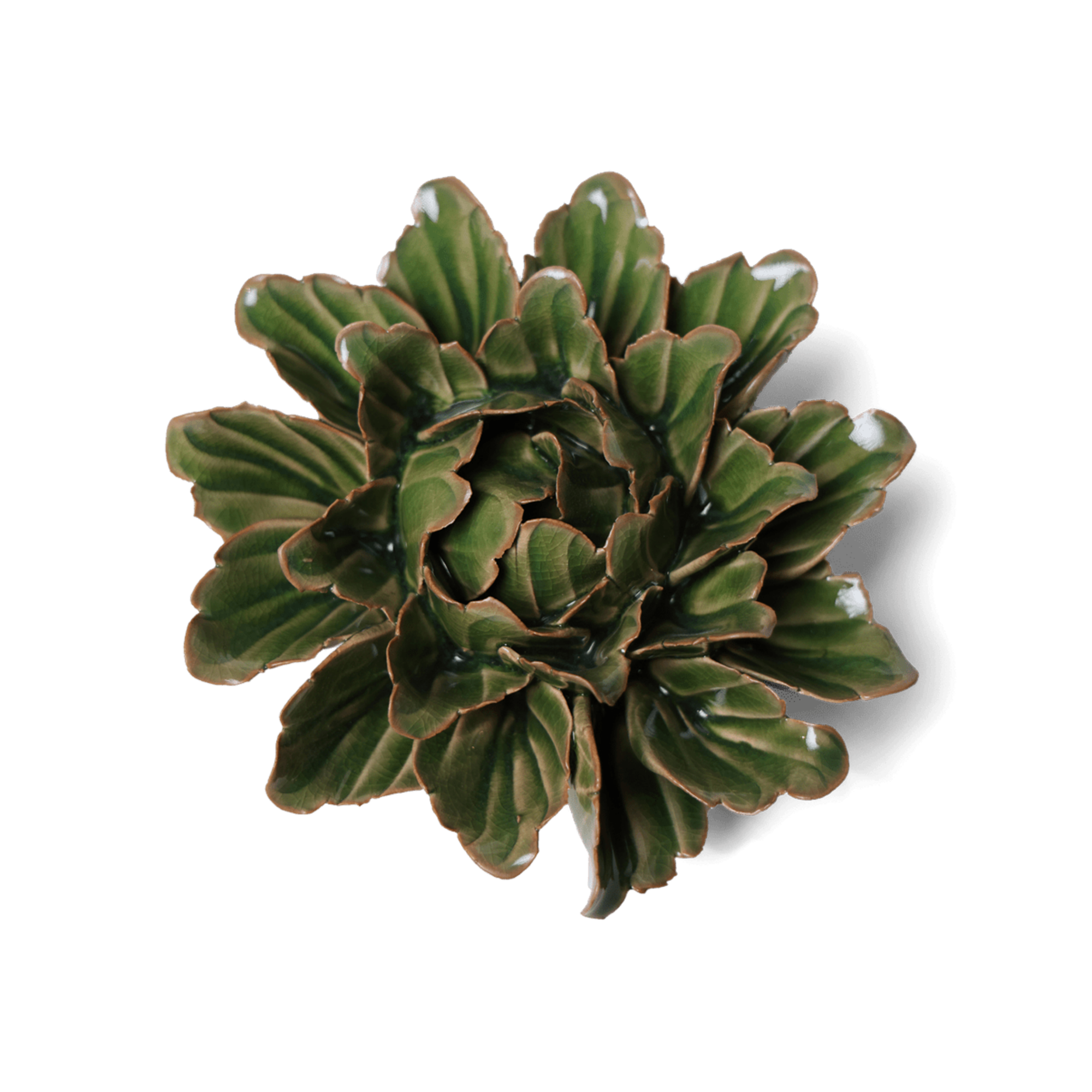 Avocado Green Sorbet Peony