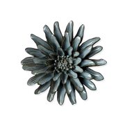 Blue Grey Gerbera Daisy