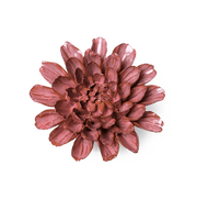 Blush Pink Star Dahlia
