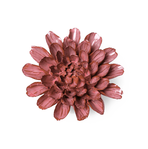 Blush Pink Star Dahlia