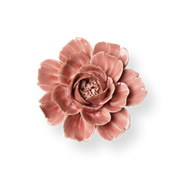 Champagne Pink Rose