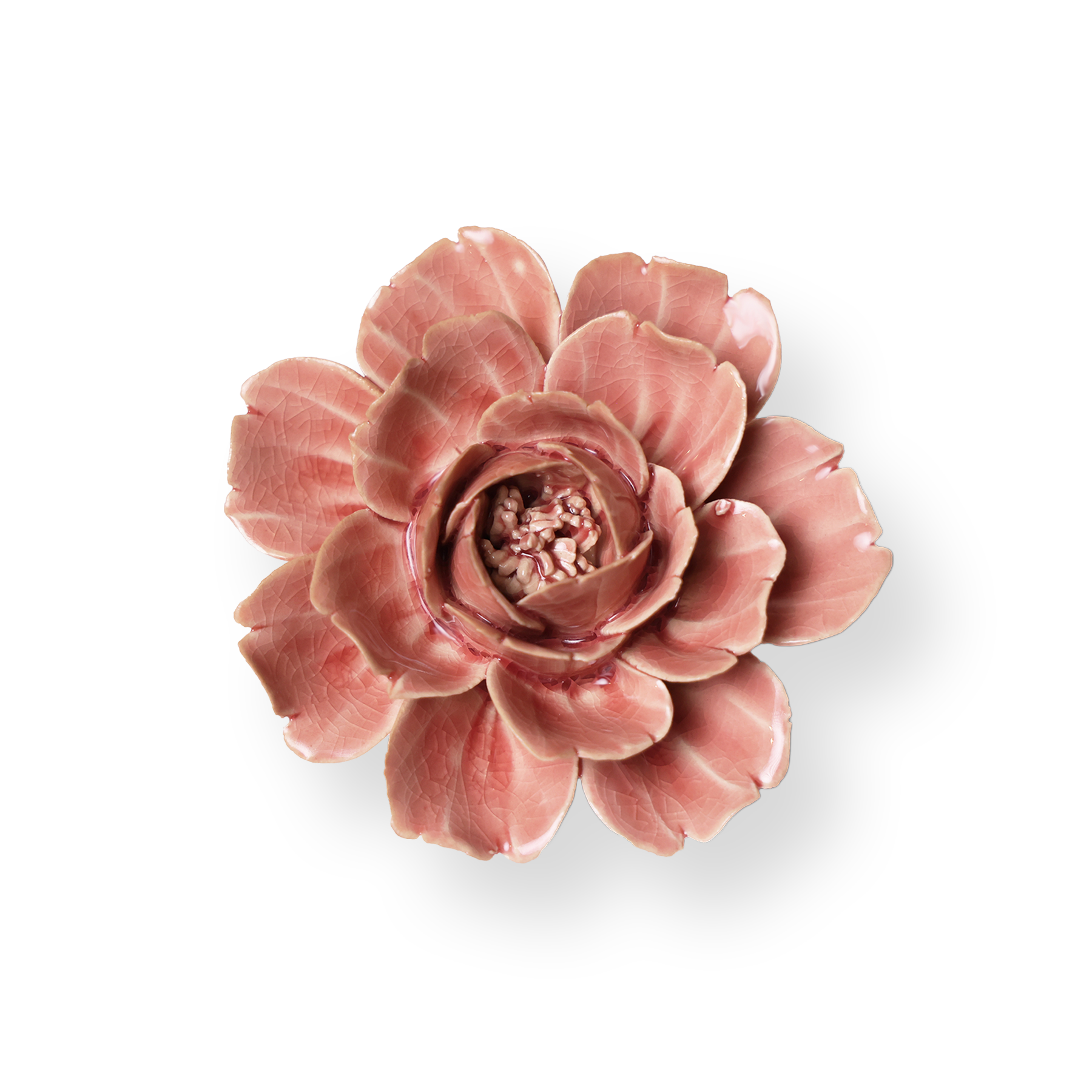 Champagne Pink Rose