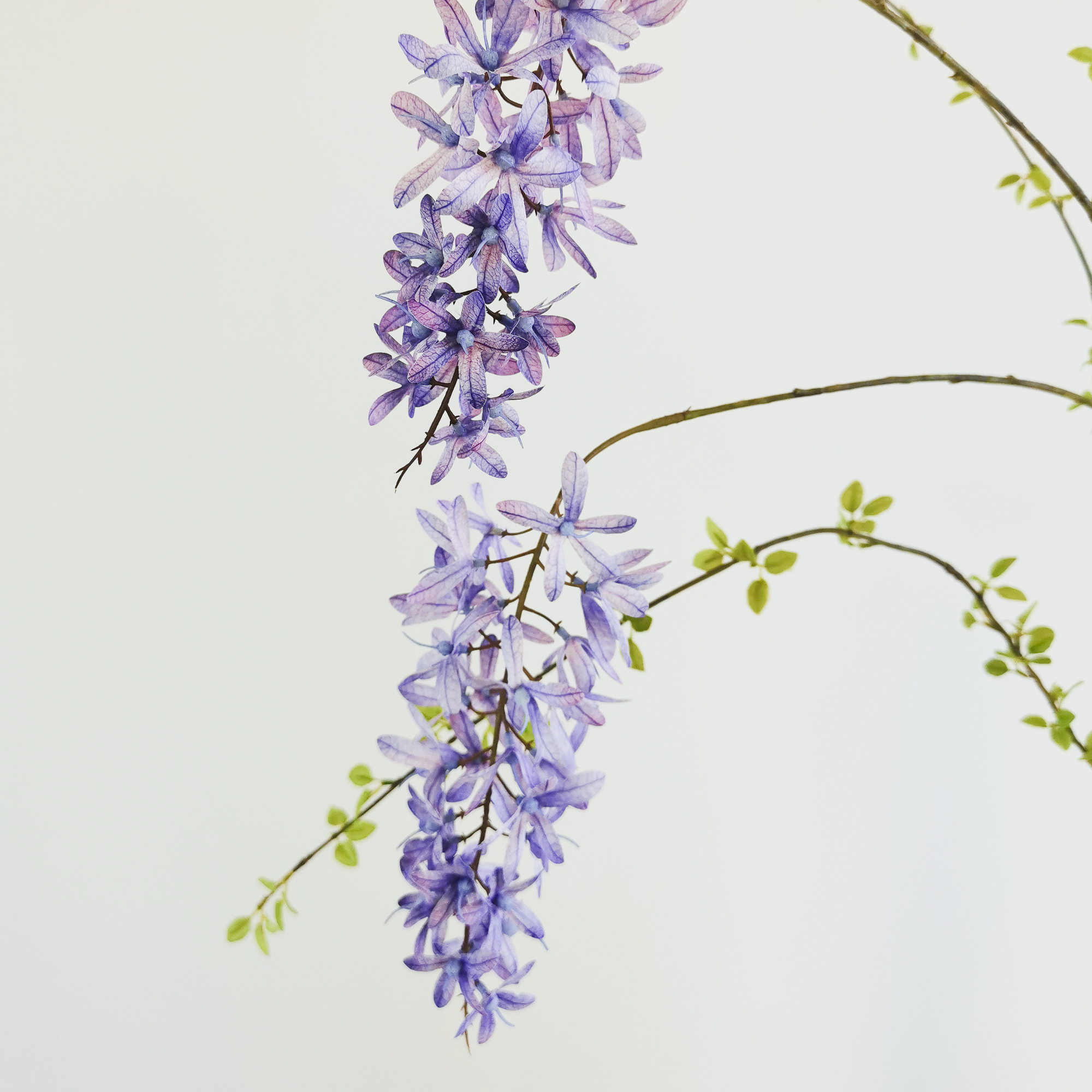 Wisteria Purple & Amelanchier Duo