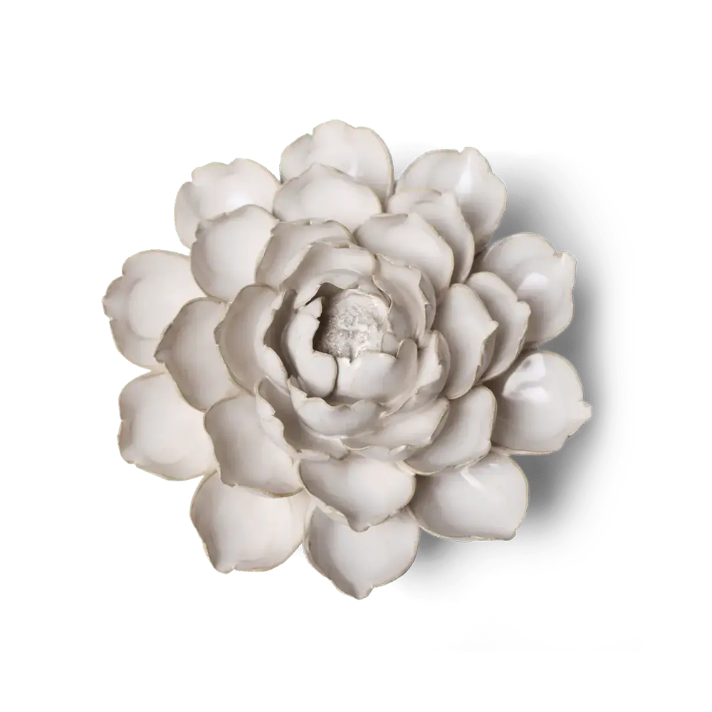 Ivory Empire Cabbage