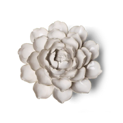 Ivory Empire Cabbage